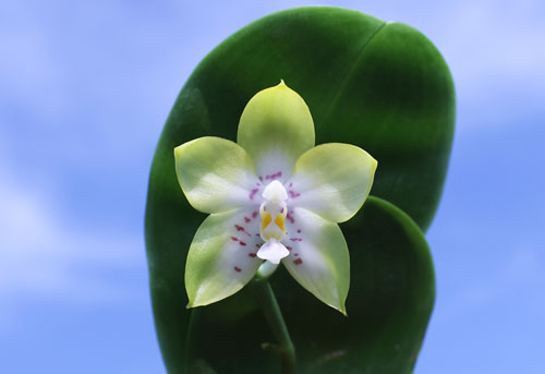 Phalaenopsis Nobby's Green Eagle x (Chang Mow Jade x Yungho Gelb Canary)