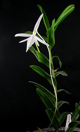Jumellea confusa