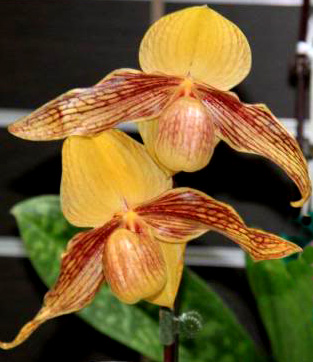 Paphiopedilum hangianum x anitum