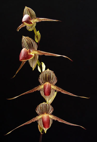 Paphiopedilum rothschildianum 'OZ 266' x 'Jungle Collected'