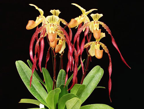 Paphiopedilum rothschildianum x tigrinum