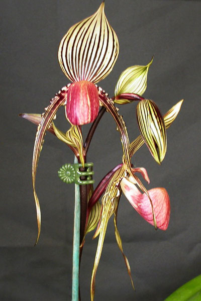 Paphiopedilum stonei 'Chou Yi' x anitum