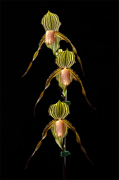 Paphiopedilum Susan Booth x Lady Isabel