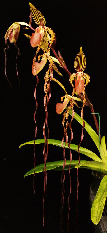 Paphiopedilum Xia Ya Swallow x sanderianum