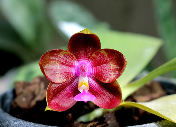 Phalaenopsis Zheng Min Tyrannosaurus x Ld's Bear Queen