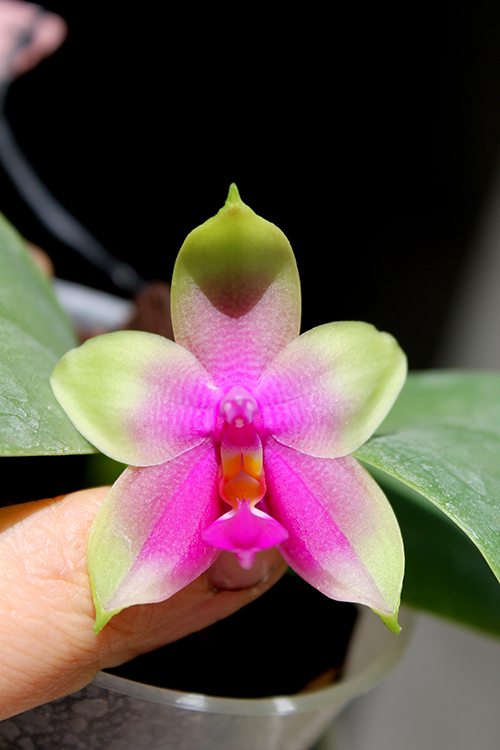 Phalaenopsis KS Happy Eagle #3 x bellina blue