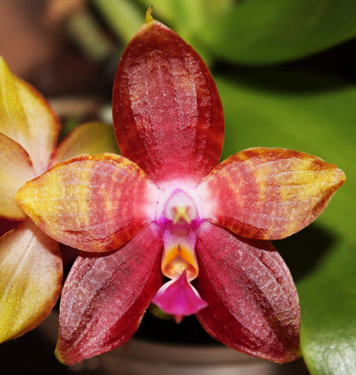 Phalaenopsis Yaphon Nicegirl x Dragon Tree Eagle