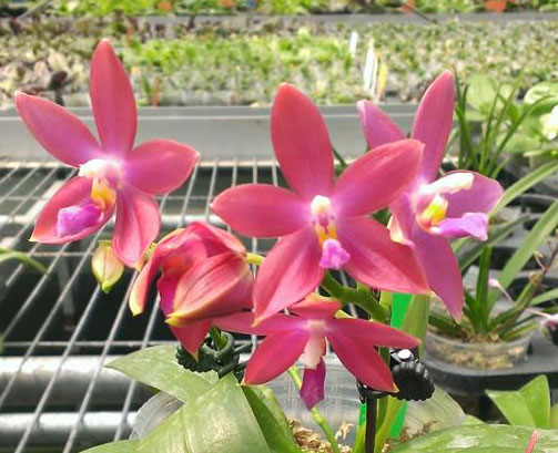 Phalaenopsis venosa red x bellina blue
