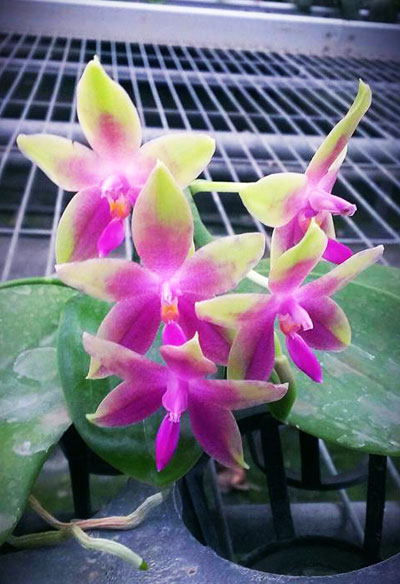 Phalaenopsis KS Happy Eagle x tetraspis 'Red #1'