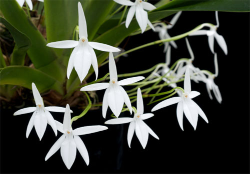 Jumellea arachnantha