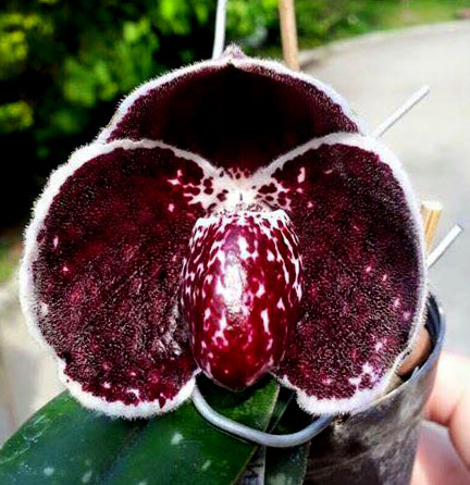 Paphiopedilum leucochilum 'Account Black Devil'