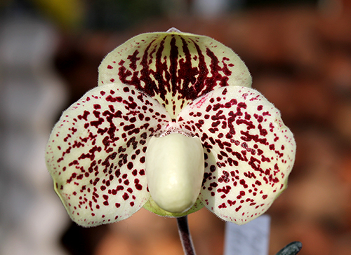 Paphiopedilum leucochilum 'Account Honey'