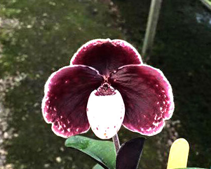 Paphiopedilum leucochilum 'Account Maeping'