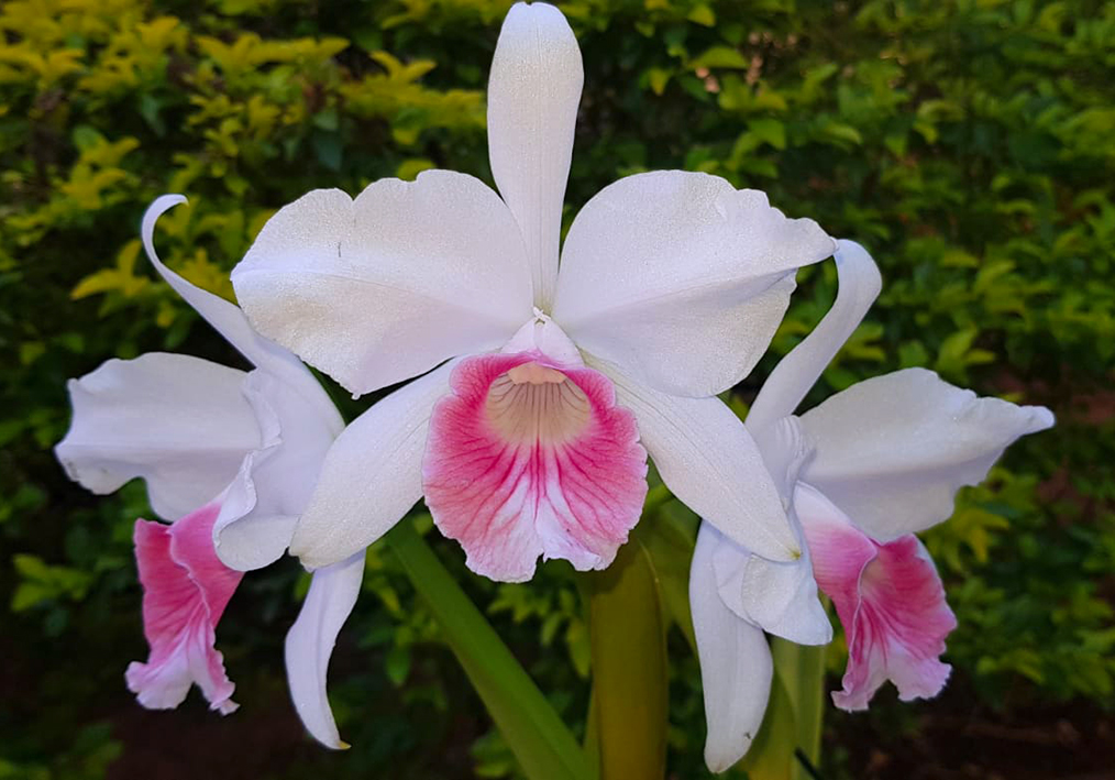 Laelia purpurata carnea
