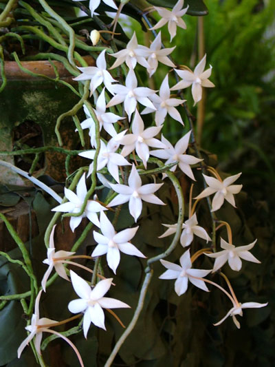 Aerangis stylosa x articulata