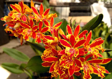 Epicatanthe Gold Coast