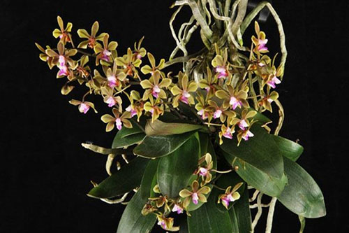 Phalaenopsis stobartiana
