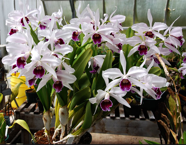 Laelia purpurata semi alba 'Chiara'