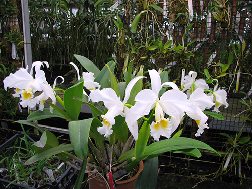 Cattleya gaskelliana alba x self