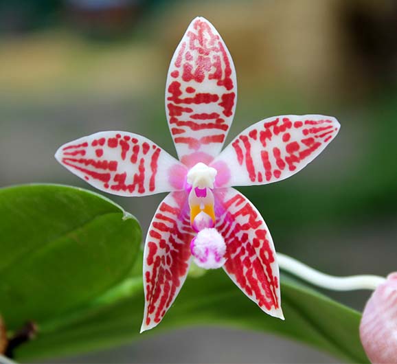 Phalaenopsis Chienlung Corningosa