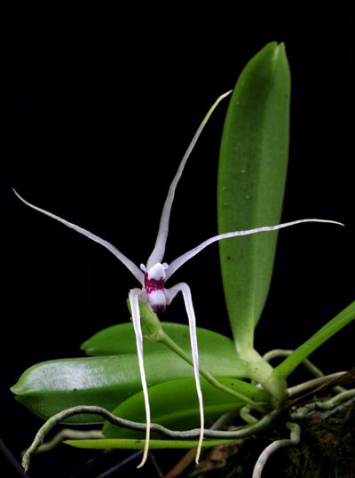 Thrixspermum leucarachne