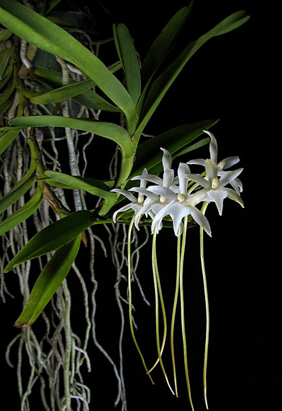 Rangaeris amaniensis