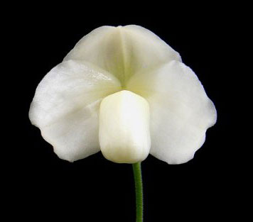 Paphiopedilum wellesleyanum album x Iratsume album