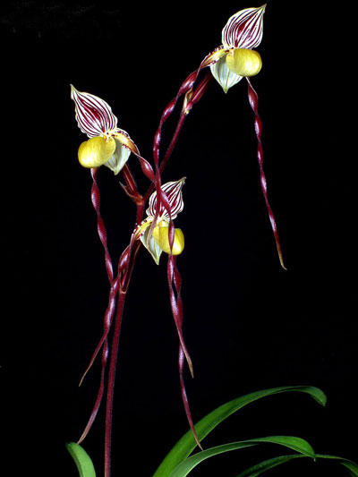 Paphiopedilum philippinense Doll