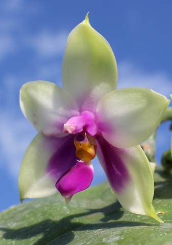 Phalaenopsis Samera