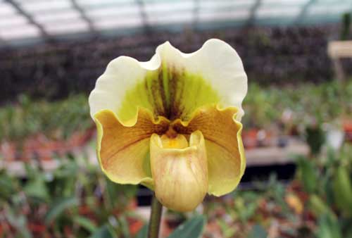 Paphiopedilum Lippewunder x Sorcerer's Stone