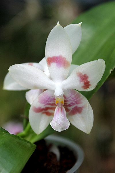 Phalaenopsis Yaphon Green Canary x tetraspis C#1