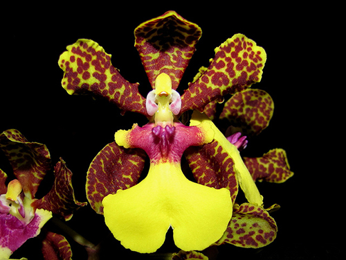 Oncidium Josephine x lanceanum