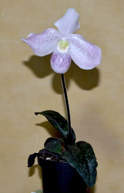 Paphiopedilum niveum x vietnamense