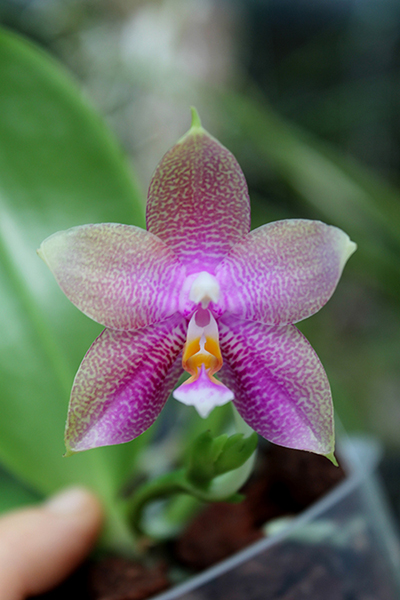 Phalaenopsis Zheng Min Muscadine x Tying Shin Fly Eagle