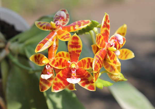 Phalaenopsis Little Leopard (mariae x cornu-cervi)