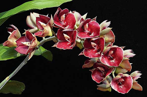 Catasetum Orchidglade Jack of Diamond