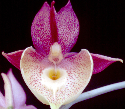 Catasetum Penang Love Song