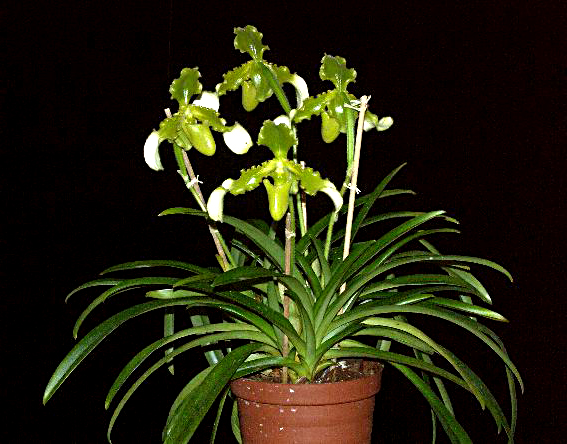 Paphiopedilum esquirolei alba 'Jade' x esquirolei alba