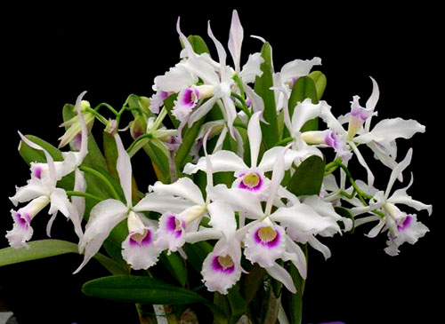 Laelia purpurata anelata' Waterfield'
