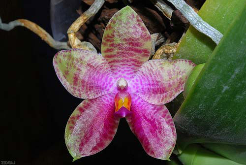 Phalaenopsis gigantea x bellina blue