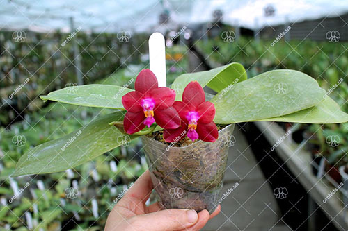 Phalaenopsis Palace Reef
