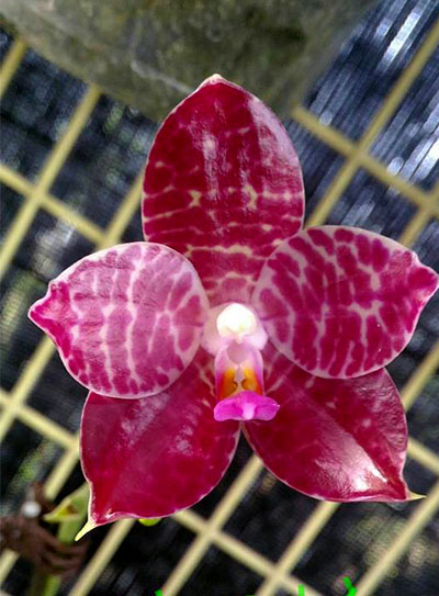 Phalaenopsis Lyndon Coral Grosbeak x gigantea
