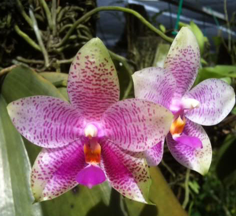 Phalaenopsis Samera x gigantea