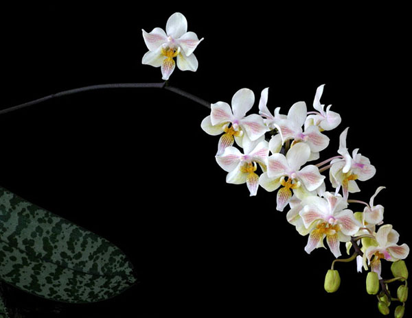 Phalaenopsis Little Dragon (stuartiana x celebensis)