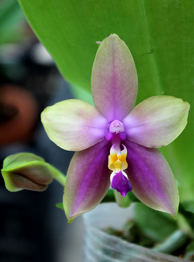 Phalaenopsis LDs Bear Queen x violacea blue 'Big'