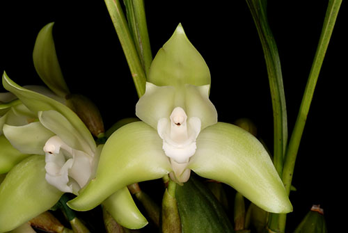 Lycaste linguella