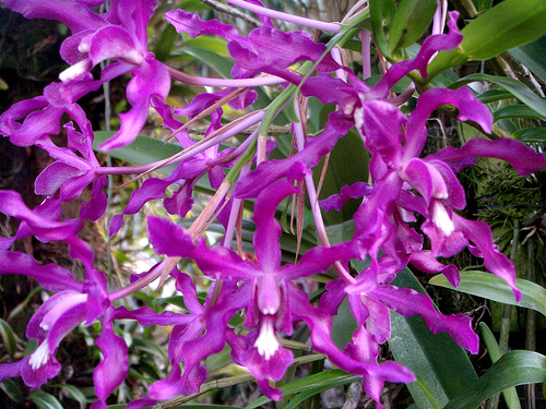 Schomburgkia rosea