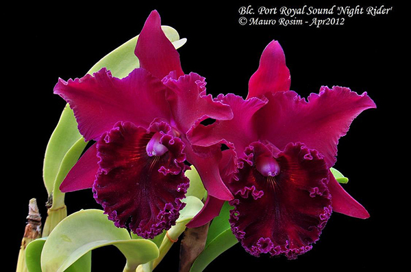 Brassocattleya Port Royal Sound 'Night Rider'