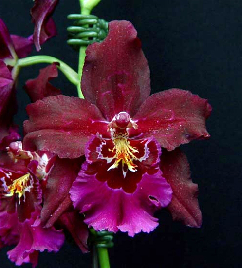 Odontioda Atahualpa