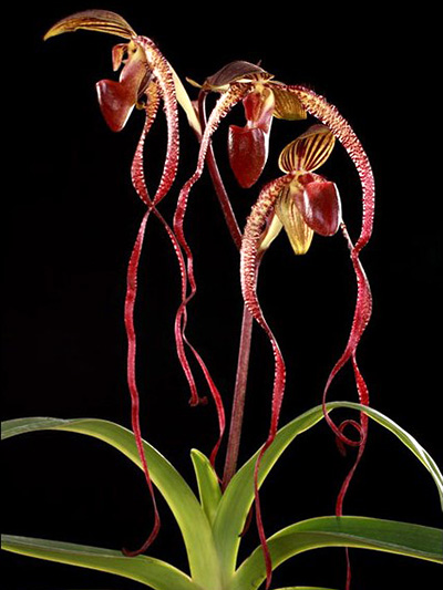 Paphiopedilum Shin-Yi Lady x sanderianum